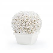 Boston Round Boxwood Topiary, Blanc de Chine